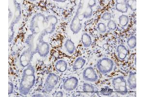Immunoperoxidase of monoclonal antibody to LRIT3 on formalin-fixed paraffin-embedded human small Intestine. (LRIT3 抗体  (AA 422-496))