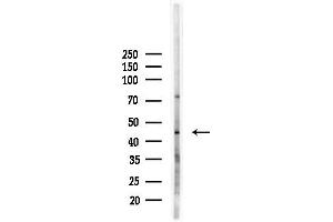 anti-Origin Recognition Complex, Subunit 4 (ORC4) (C-Term) antibody