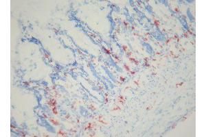 Image no. 3 for anti-Macrophages antibody (ABIN481699) (Macrophages 抗体)