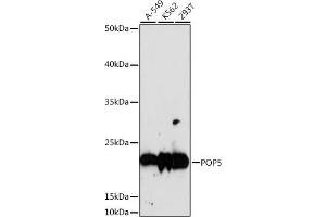 Western blot analysis of extracts of various cell lines, using POP5 antibody (ABIN7269528) at 1:1000 dilution.