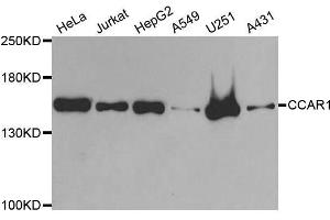 Western blot analysis of extracts of various cell lines, using CCAR1 antibody. (CCAR1 抗体  (AA 1-200))