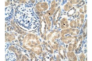 C19ORF28 antibody was used for immunohistochemistry at a concentration of 4-8 ug/ml to stain Epithelial cells of renal tubule (arrows) in Human Kidney. (C19orf28 抗体  (Middle Region))
