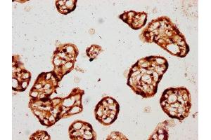 IHC image of ABIN7146866 diluted at 1:150 and staining in paraffin-embedded human placenta tissue performed on a Leica BondTM system.