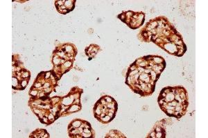 IHC image of ABIN7146866 diluted at 1:150 and staining in paraffin-embedded human placenta tissue performed on a Leica BondTM system. (CK1 epsilon 抗体  (Isoform epsilon))