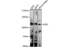Western blot analysis of extracts of various cell lines, using PKD2 antibody (ABIN1682187, ABIN3017899, ABIN3017900, ABIN5664370 and ABIN6220297) at 1:1000 dilution. (PKD2 抗体  (AA 240-410))