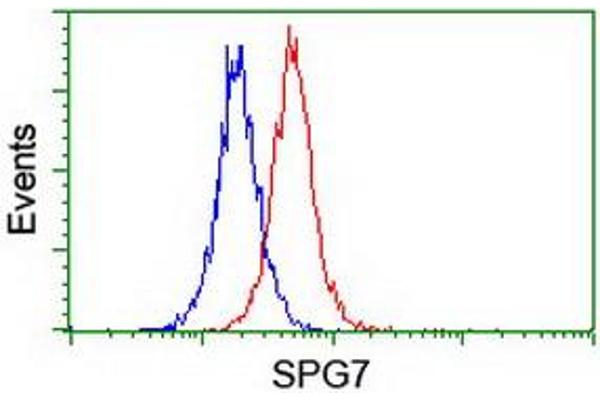 SPG7 抗体  (AA 300-573)