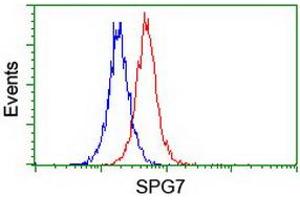 SPG7 antibody  (AA 300-573)