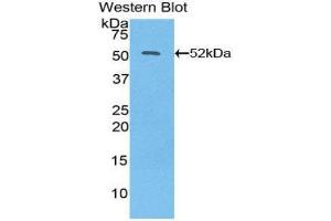 Western Blotting (WB) image for anti-Interferon, beta 1, Fibroblast (IFNB1) (AA 22-187) antibody (ABIN3209027) (IFNB1 抗体  (AA 22-187))