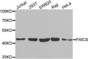 Western blot analysis of extracts of various cell lines, using PAICS antibody. (PAICS 抗体)