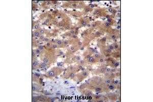 UBE2NL Antibody (N-term) (ABIN656527 and ABIN2845793) immunohistochemistry analysis in formalin fixed and paraffin embedded human liver tissue followed by peroxidase conjugation of the secondary antibody and DAB staining. (UBE2NL 抗体  (N-Term))