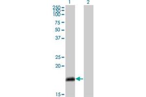 Western Blot analysis of NUMB expression in transfected 293T cell line by NUMB monoclonal antibody (M01), clone 4A7-A6. (NUMB 抗体  (AA 1-135))