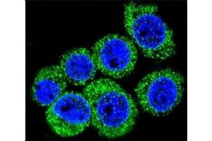 Confocal immunofluorescent analysis of LEP antibody with HeLa cells followed by Alexa Fluor 488-conjugated goat anti-rabbit lgG (green). (Leptin 抗体  (AA 8-37))