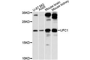 Western blot analysis of extracts of various cell lines, using UFC1 antibody (ABIN6292329) at 1:3000 dilution. (UFC1 抗体)