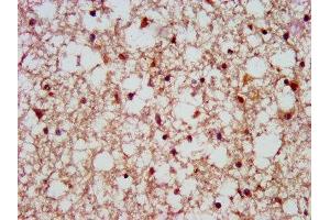 IHC image of ABIN7168719 diluted at 1:500 and staining in paraffin-embedded human brain tissue performed on a Leica BondTM system. (SCAMP1 抗体  (AA 2-134))