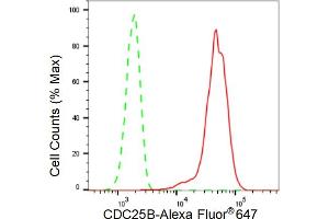 Flow cytometric analysis of CDC25B expression in HT- cells using CDC25B antibody (ABIN7798005), 1:2,000). (Recombinant CDC25B 抗体)