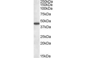 ABIN334338 (1µg/ml) staining of Human Liver lysate (35µg protein in RIPA buffer).