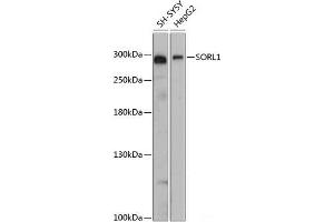 Western blot analysis of extracts of various cell lines using SORL1 Polyclonal Antibody at dilution of 1:3000. (SORL1 抗体)