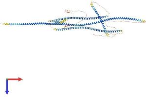 BICD1 Protein (AA 1-835) (His tag)