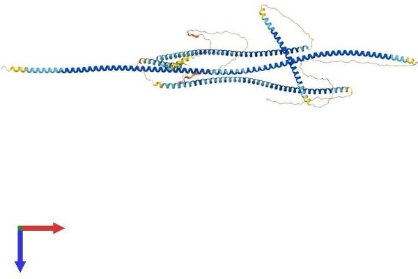 BICD1 Protein (AA 1-835) (His tag)