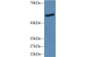 Western Blot; Sample: Human A431 cell lysate; Primary Ab: 2µg/ml Rabbit Anti-Mouse LBP Antibody Second Ab: 0. (LBP 抗体  (AA 25-481))