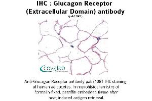 Image no. 1 for anti-Glucagon Receptor (GCGR) (1st Extracellular Domain) antibody (ABIN1734751) (Glucagon Receptor 抗体  (1st Extracellular Domain))