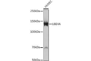 Western blot analysis of extracts of HUVEC cells, using UBE4A antibody (ABIN7271190) at 1:1000 dilution. (UBE4A 抗体)