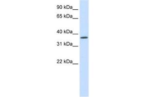 Western Blotting (WB) image for anti-SAP30 Binding Protein (SAP30BP) antibody (ABIN2461840)