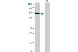 Western Blot analysis of HCRTR2 expression in transfected 293T cell line by HCRTR2 monoclonal antibody (M01), clone 1E3. (HCRTR2 抗体  (AA 1-54))