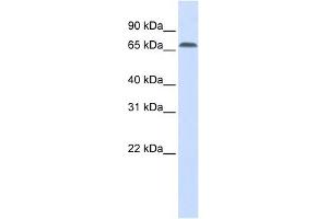 IRF2BP1 antibody used at 1 ug/ml to detect target protein. (IRF2BP1 抗体  (Middle Region))