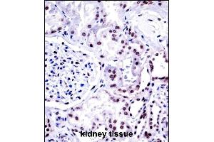 NONO Antibody (N-term) ((ABIN657703 and ABIN2846694))immunohistochemistry analysis in formalin fixed and paraffin embedded human kidney tissue followed by peroxidase conjugation of the secondary antibody and DAB staining. (NONO 抗体  (N-Term))