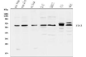 Western blot analysis of YY1 using anti-YY1 antibody (ABIN3044562). (YY1 抗体  (Middle Region))
