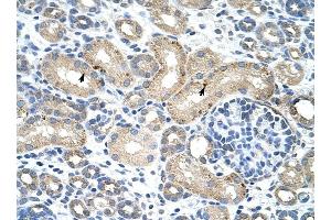 RBM38 antibody was used for immunohistochemistry at a concentration of 4-8 ug/ml to stain Epithelial cells of renal tubule (arrows) in Human Kidney. (RBM38 抗体  (N-Term))