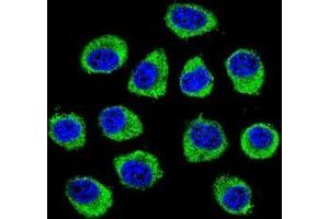 Confocal immunofluorescent analysis of CNIH2 Antibody (N-term)(Cat#AP50986PU-N) with U-251MG cell followed by Alexa Fluor 488-conjugated goat anti-rabbit lgG (green). (CNIH2 抗体  (N-Term))