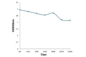 Antigen: 0. (PDPK1 抗体  (pTyr9))