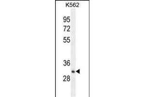 OR52A1 Antibody (C-term) (ABIN654497 and ABIN2844229) western blot analysis in K562 cell line lysates (35 μg/lane). (OR52A1 抗体  (C-Term))