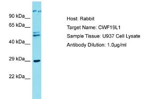 Host: Rabbit Target Name: CWF19L1 Sample Type: U937 Whole cell lysates Antibody Dilution: 1. (CWF19L1 抗体  (C-Term))