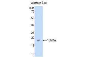 Western Blotting (WB) image for anti-Inter alpha Globulin Inhibitor H4 (ITIH4) (AA 273-424) antibody (ABIN1859512) (ITIH4 抗体  (AA 273-424))