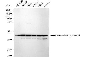 Western blotting analysis using actin related protein 1B antibody (ABIN7797652).
