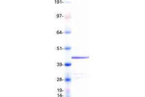 Fibromodulin Protein (FMOD) (Myc-DYKDDDDK Tag)