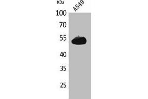 Western Blot analysis of A549 cells using Annexin VII Polyclonal Antibody. (Annexin VII 抗体  (Internal Region))