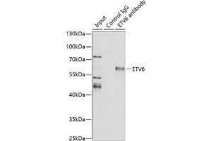 Immunoprecipitation (IP) image for anti-Ets Variant 6 (ETV6) (AA 1-300) antibody (ABIN3022303)