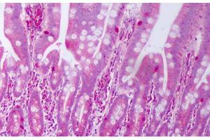 Anti-IL28A antibody IHC staining of human small intestine. (IL28A 抗体)