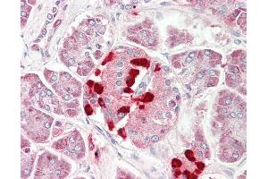 Anti-CS1 / CLSTN1 antibody IHC staining of human pancreas. (Calsyntenin 1 抗体  (AA 35-84))