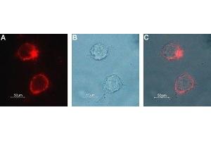 Expression of Choline transporter in rat PC12 cells - Cell surface detection of CHT in live intact rat pheochromocytoma PC12 cells. (ChT 抗体  (Extracellular))