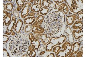ABIN6278506 at 1/100 staining Mouse kidney tissue by IHC-P. (Pepsin A 抗体)
