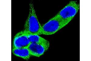 Immunofluorescent analysis of 4 % paraformaldehyde-fixed, 0. (DPYSL5 抗体)