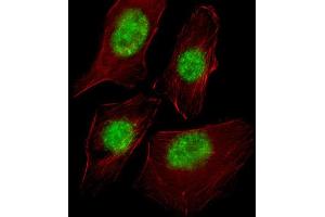 Immunofluorescence (IF) image for anti-RNA Polymerase II TBP-Associated Factor Subunit G (TAF9) antibody (ABIN2998098) (TAF9 抗体)