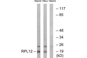 Western blot analysis of extracts from HepG2 cells and HeLa cells, using RPL12 antibody. (RPL12 抗体  (Internal Region))