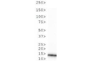 Western Blot of Rabbit Anti-Histone H3 [Monomethyl Arg2] Antibody.