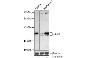 Western Blotting (WB) image for anti-Interleukin 10 (IL10) (AA 19-178) antibody (ABIN3023112)